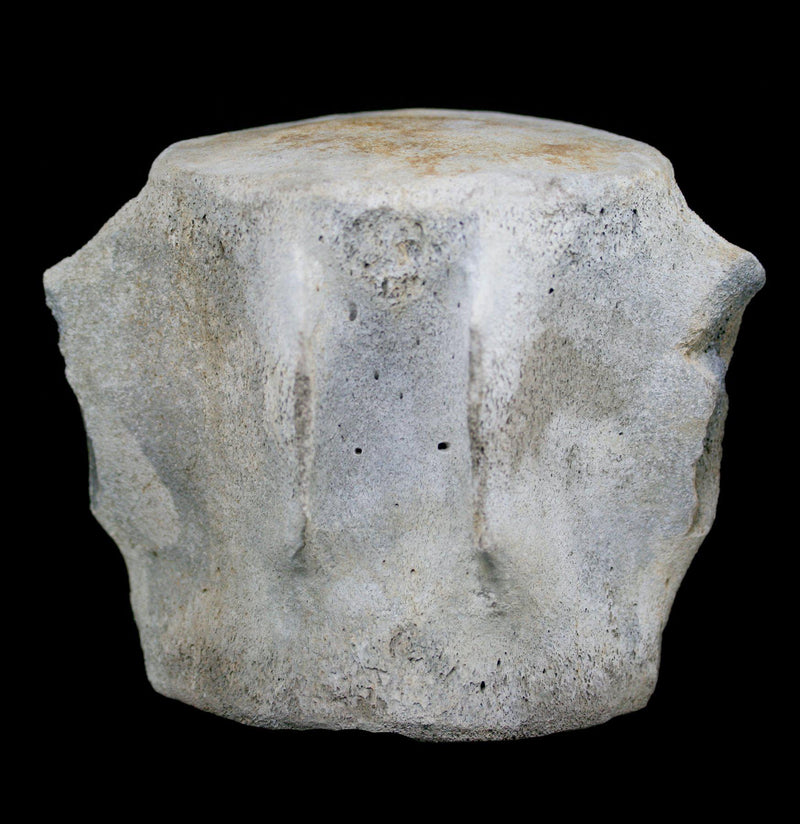 Large Fossilized Whale Vertebrae - Paxton Gate