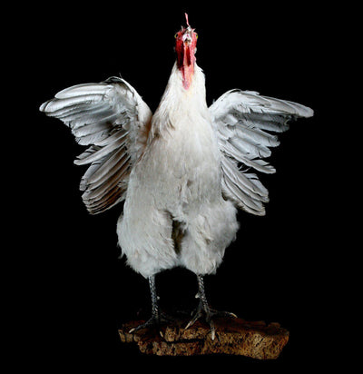 Large White Taxidermy Rooster - Paxton Gate