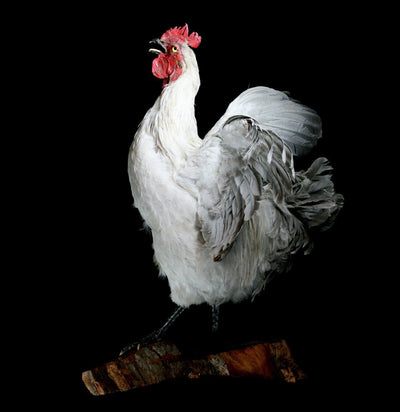 Large White Taxidermy Rooster - Paxton Gate