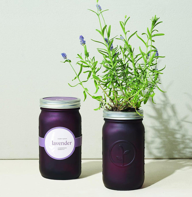 Lavender Garden Jar - Paxton Gate