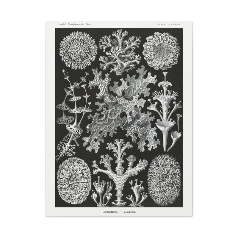 "lichenes flechten" By Ernst Haeckel Canvas Gallery Wraps-Canvas-Printify-PaxtonGate