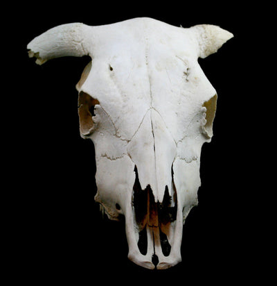 Longhorn Skull - Paxton Gate