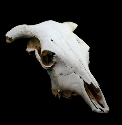 Longhorn Skull - Paxton Gate