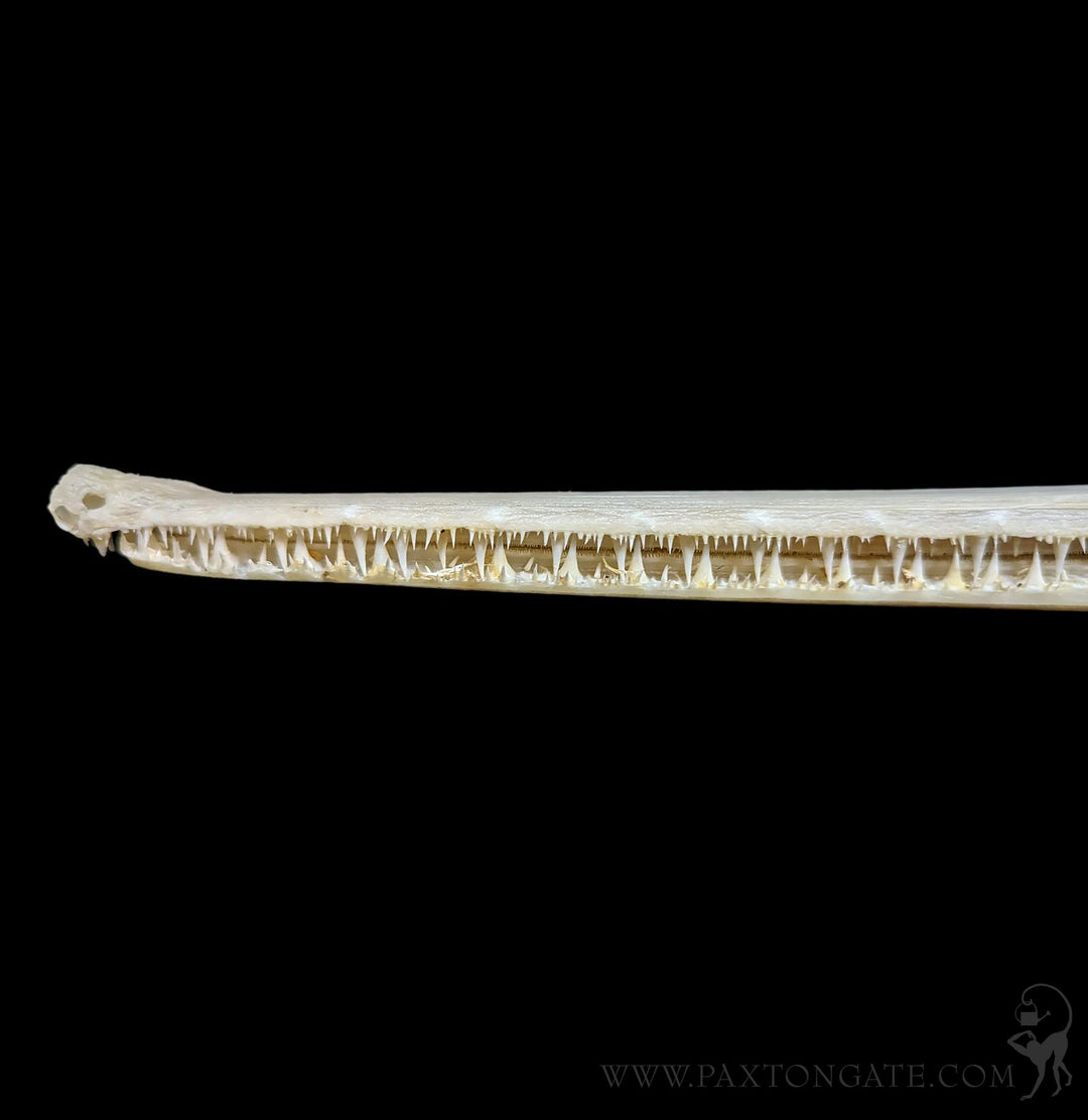 ロングノーズガー　Longnose gar　頭骨 A 即納 ☆ ロングノーズガー Longnose gar 頭骨☆ - 頭骨・骨格