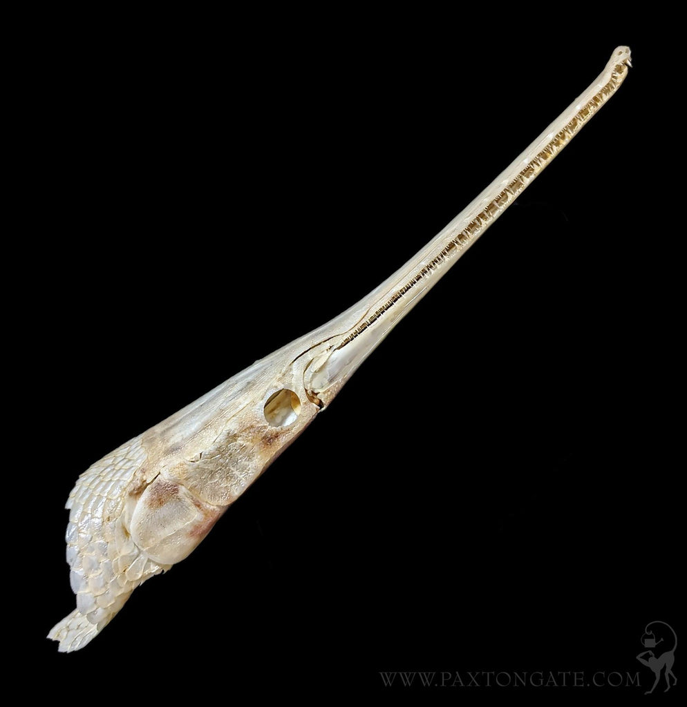 ロングノーズガー　Longnose gar　頭骨 A Longnose Gar Skull For Sale | Paxton Gate