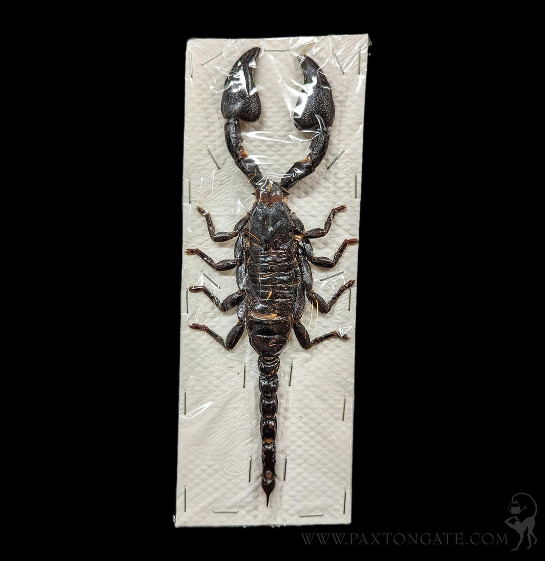 Loose Heterometrus Spinifer Asian Forest Scorpion For Sale