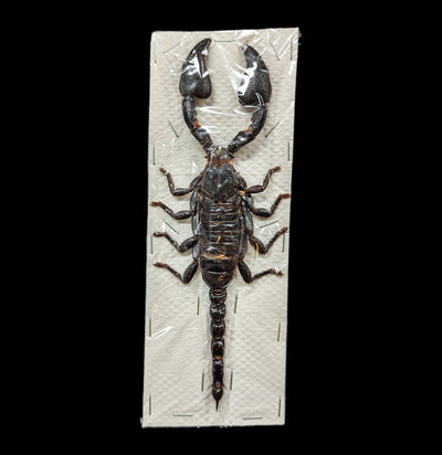 Loose Heterometrus Spinifer Asian Forest Scorpion-Insects-Bicbugs, LLC-PaxtonGate