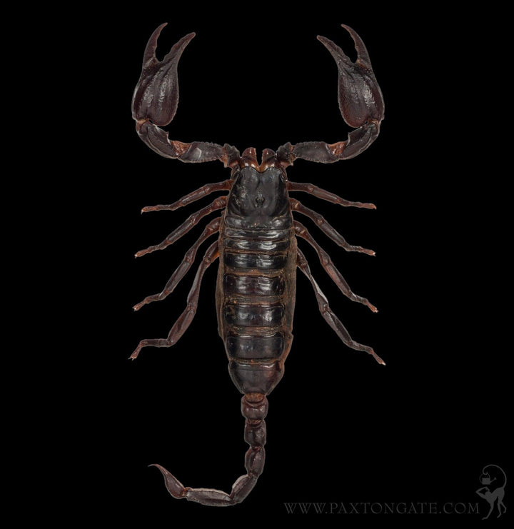 Loose Heterometrus Spinifer Asian Forest Scorpion For Sale
