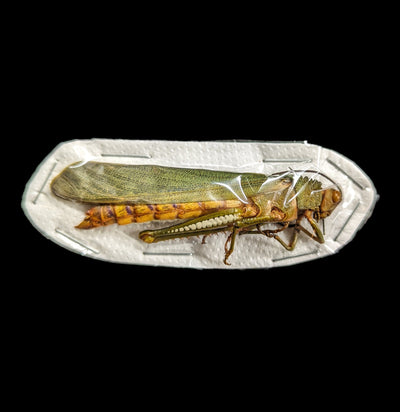 Loose Titanacris Albipes Grasshopper-Insects-Bicbugs, LLC-PaxtonGate