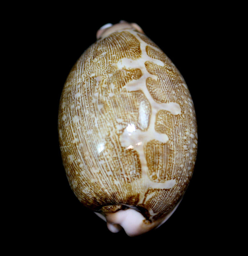 Map Cowrie Shell - Paxton Gate