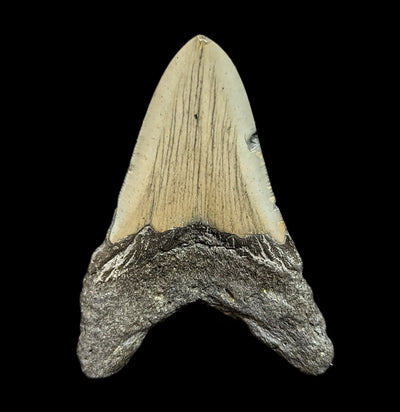 Megalodon Tooth Specimen #44-Fossils-JT Shark Teeth Co-PaxtonGate