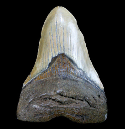 Megalodon Tooth Specimen #1 - Paxton Gate