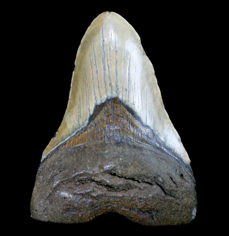 Megalodon Tooth Specimen 