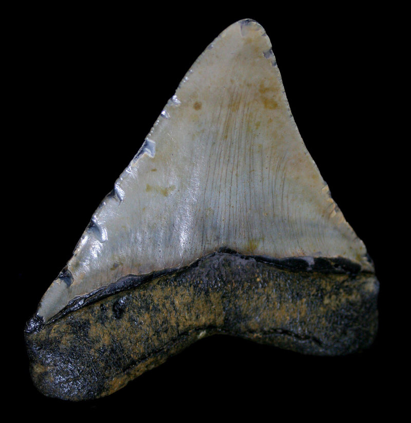 Megalodon Tooth Specimen 