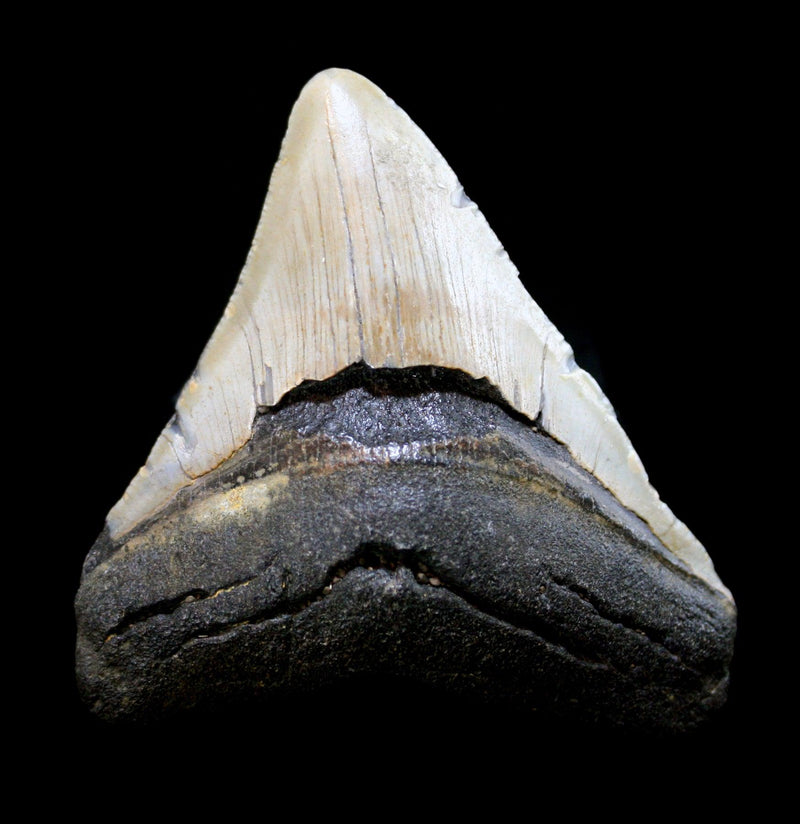 Megalodon Tooth Specimen 