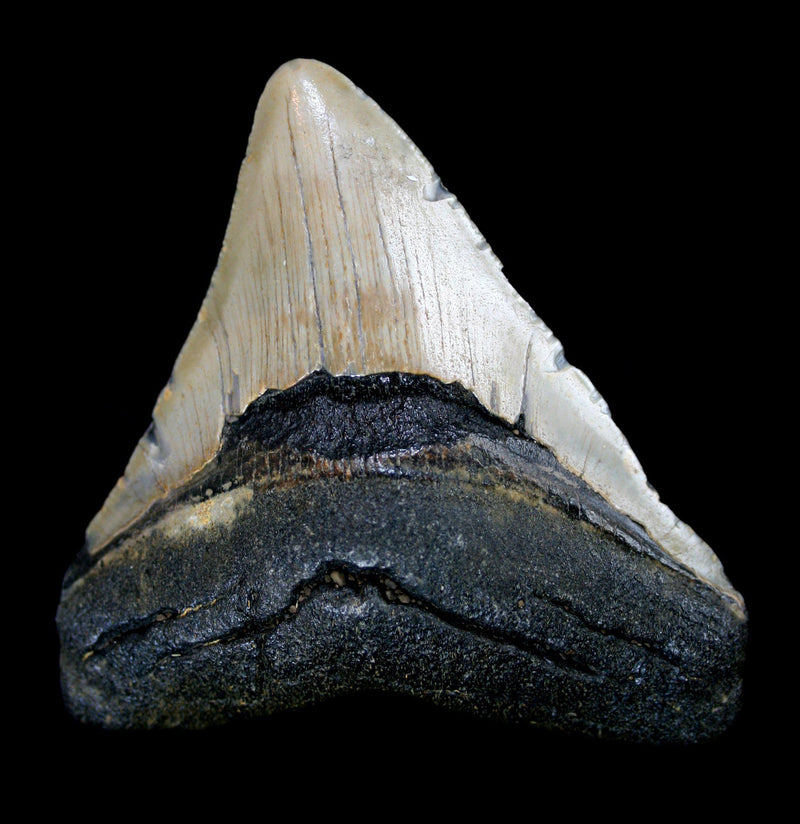 Megalodon Tooth Specimen 