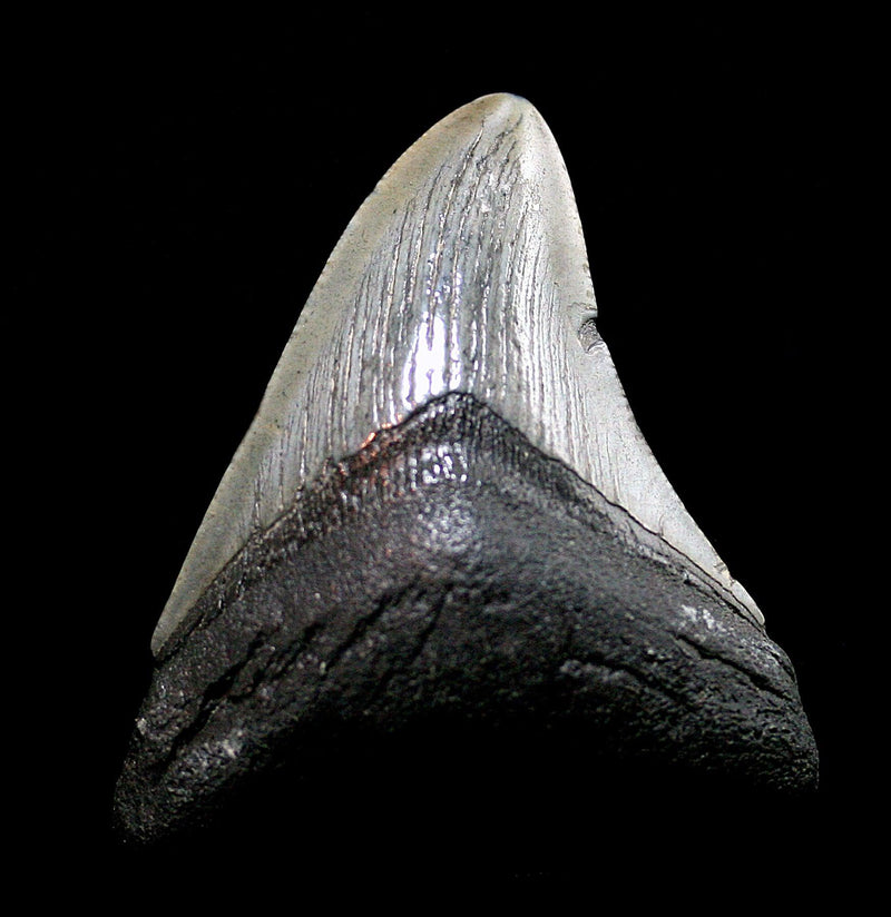 Megalodon Tooth Specimen 