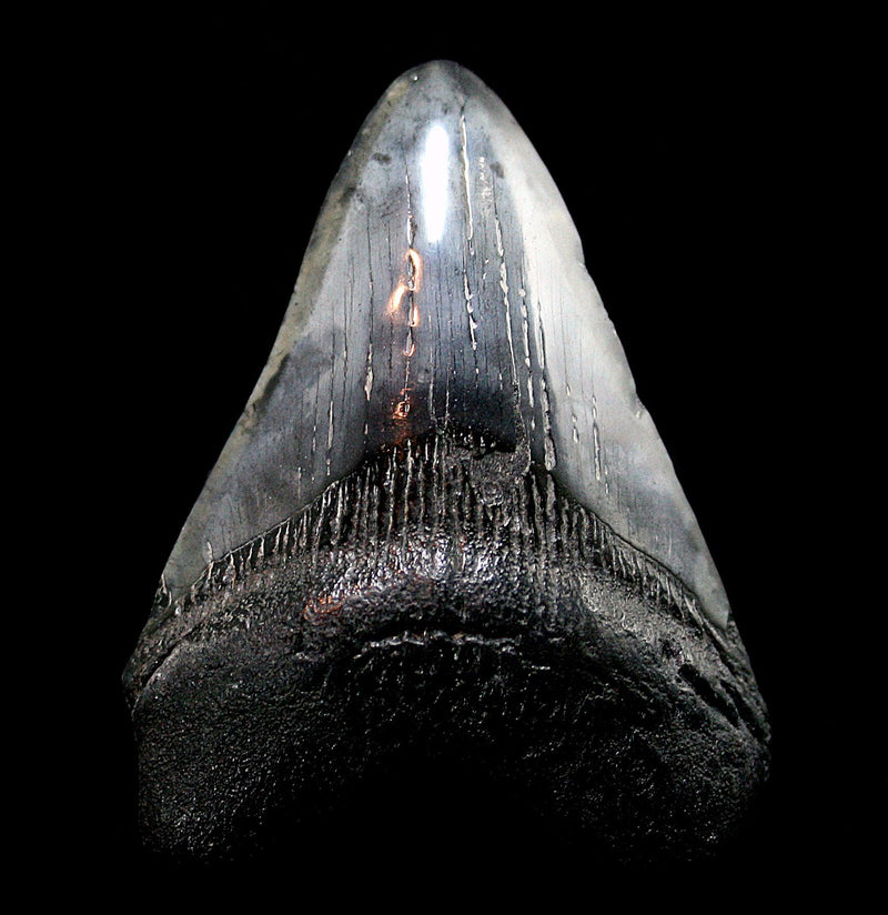 Megalodon Tooth Specimen 