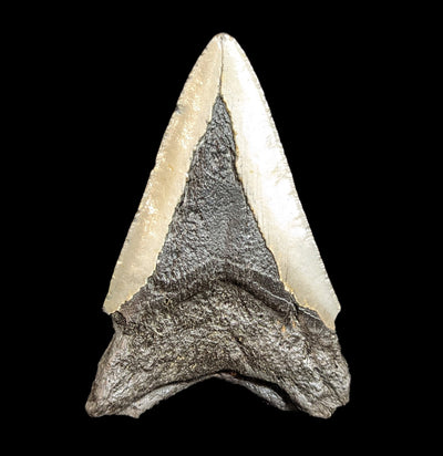 Megalodon Tooth Specimen #36-Fossils-JT Shark Teeth Co-PaxtonGate
