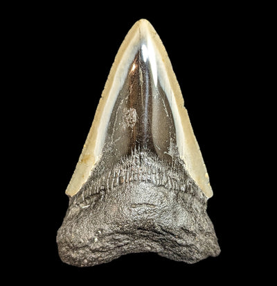 Megalodon Tooth Specimen #36-Fossils-JT Shark Teeth Co-PaxtonGate