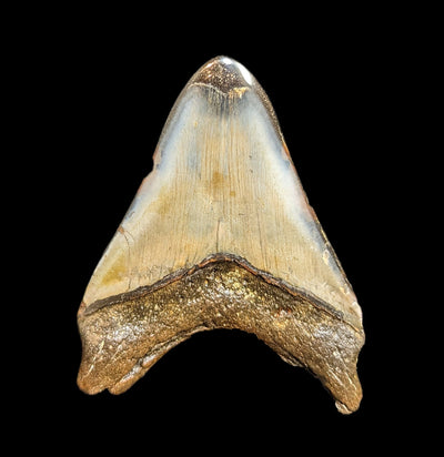 Megalodon Tooth Specimen #37-Fossils-JT Shark Teeth Co-PaxtonGate