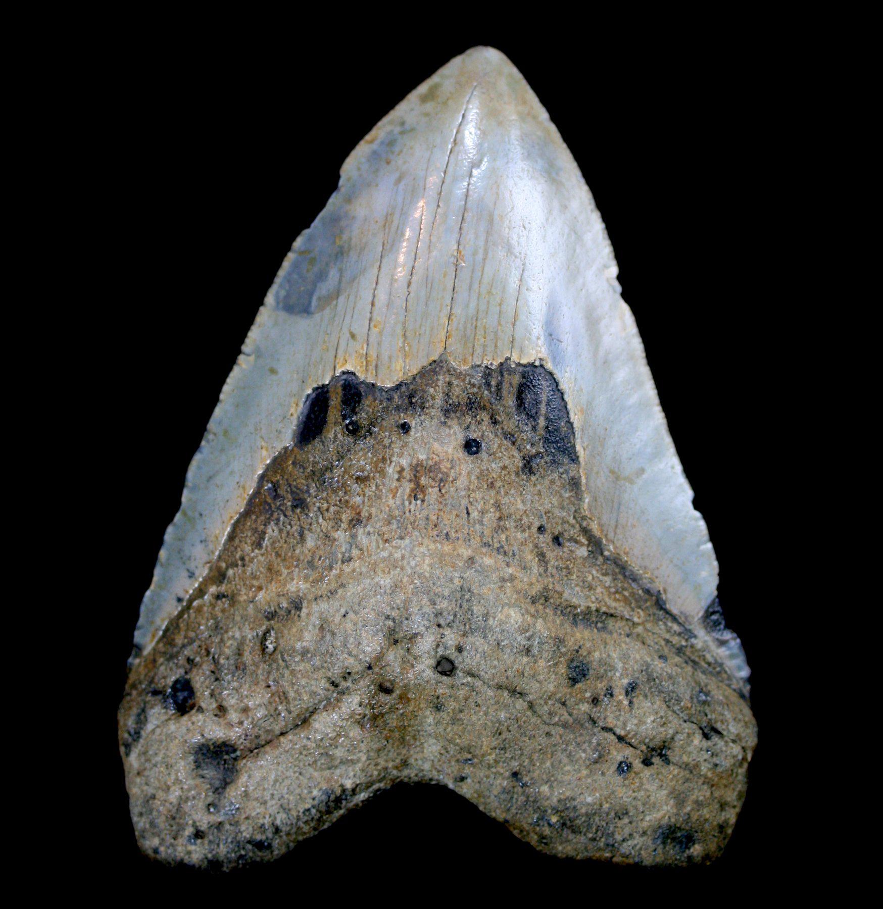 Megalodon Tooth Specimen #4 – Paxton Gate