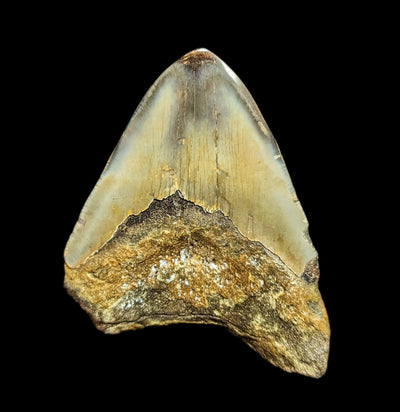 Megalodon Tooth Specimen #40-Fossils-JT Shark Teeth Co-PaxtonGate