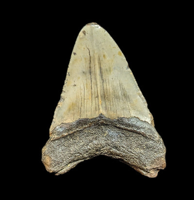 Megalodon Tooth Specimen #41-Fossils-JT Shark Teeth Co-PaxtonGate