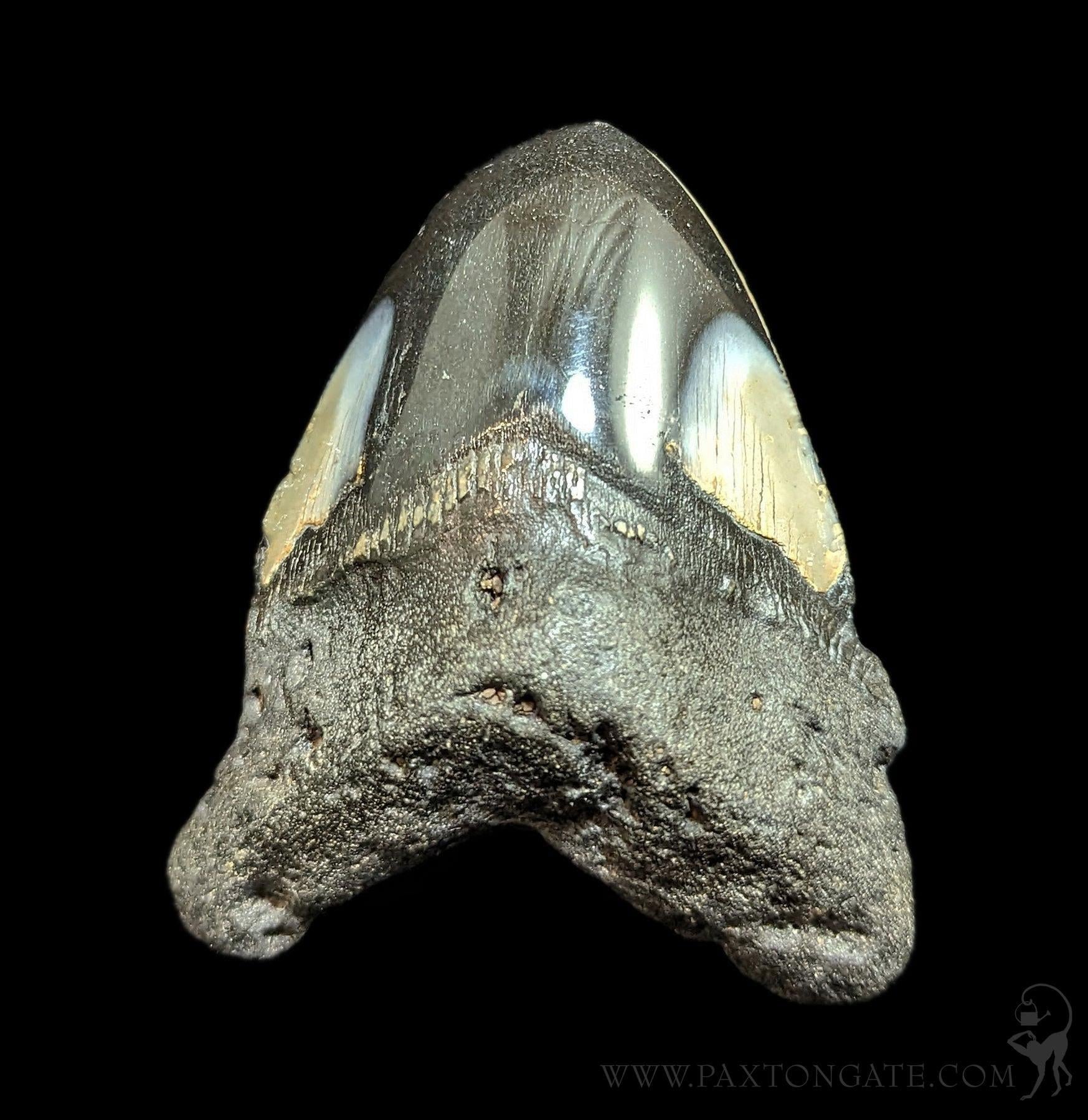 Megalodon Tooth Specimen #42 For Sale | Paxton Gate