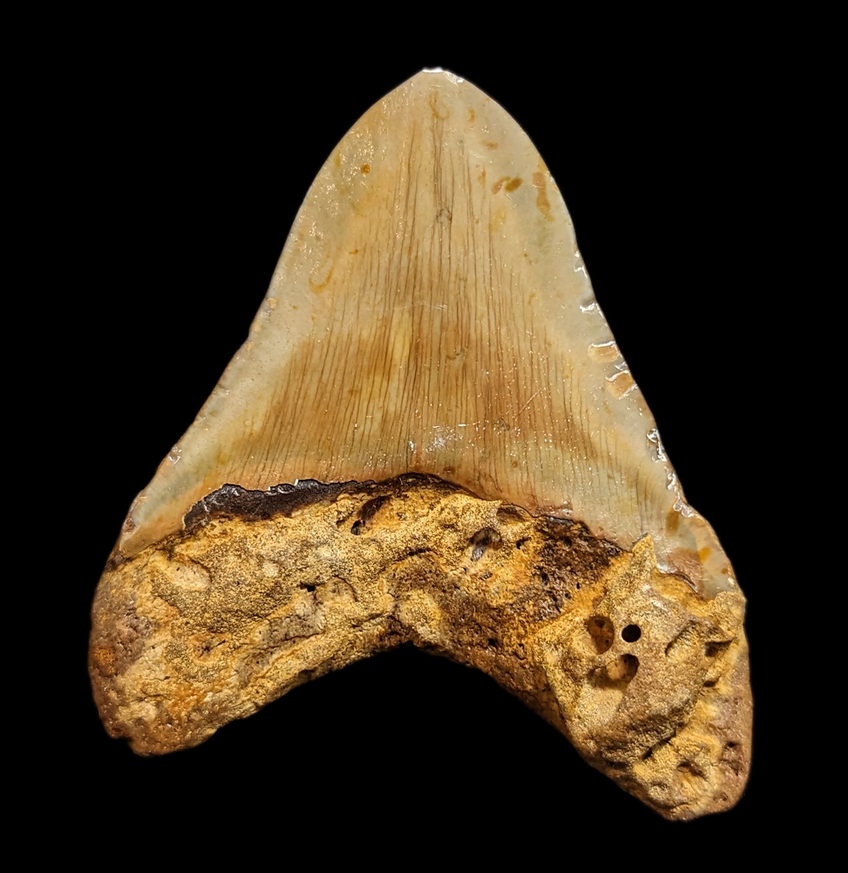 Megalodon Tooth Specimen #43 – Paxton Gate