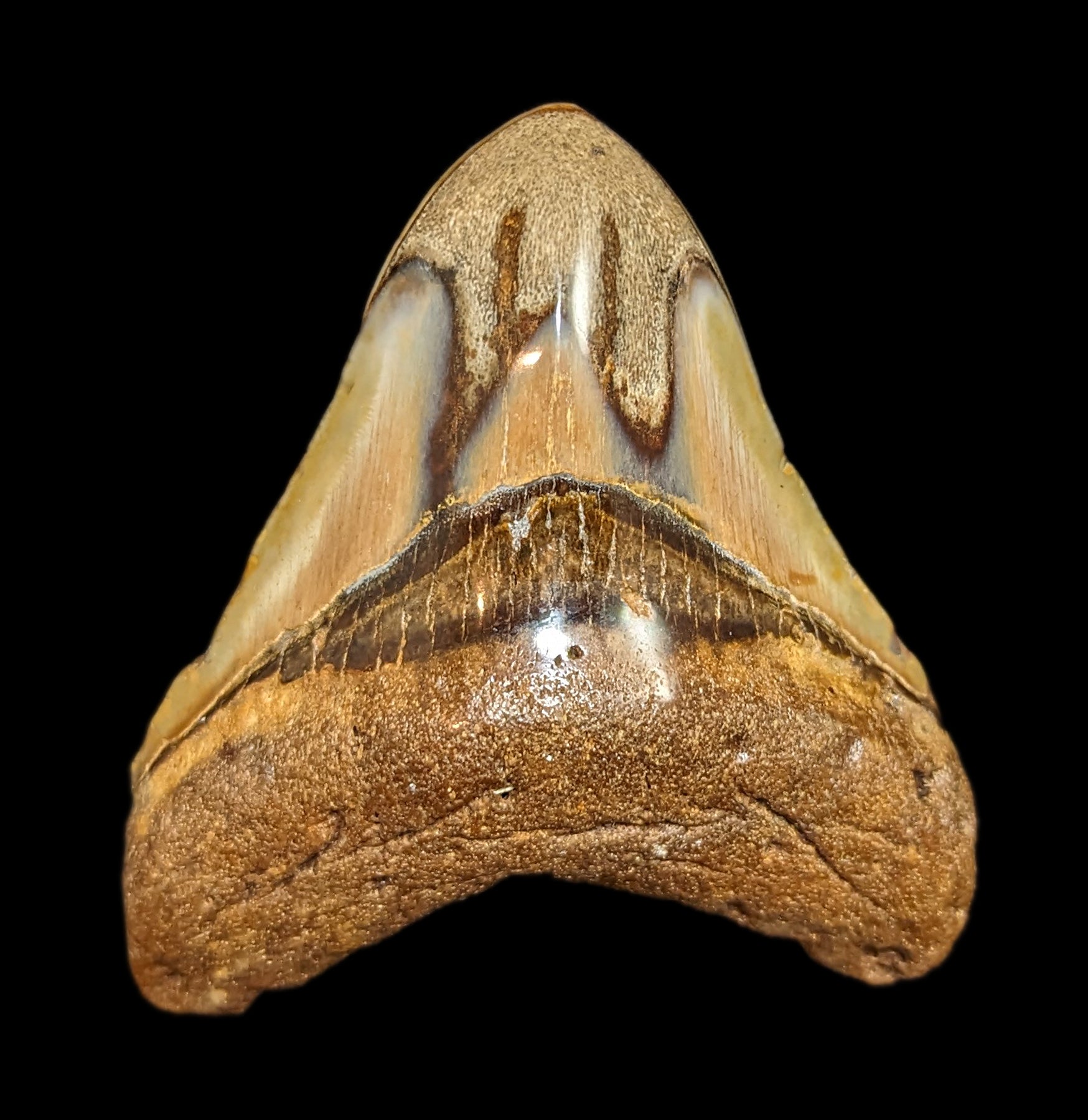 Megalodon Tooth Specimen #43 – Paxton Gate