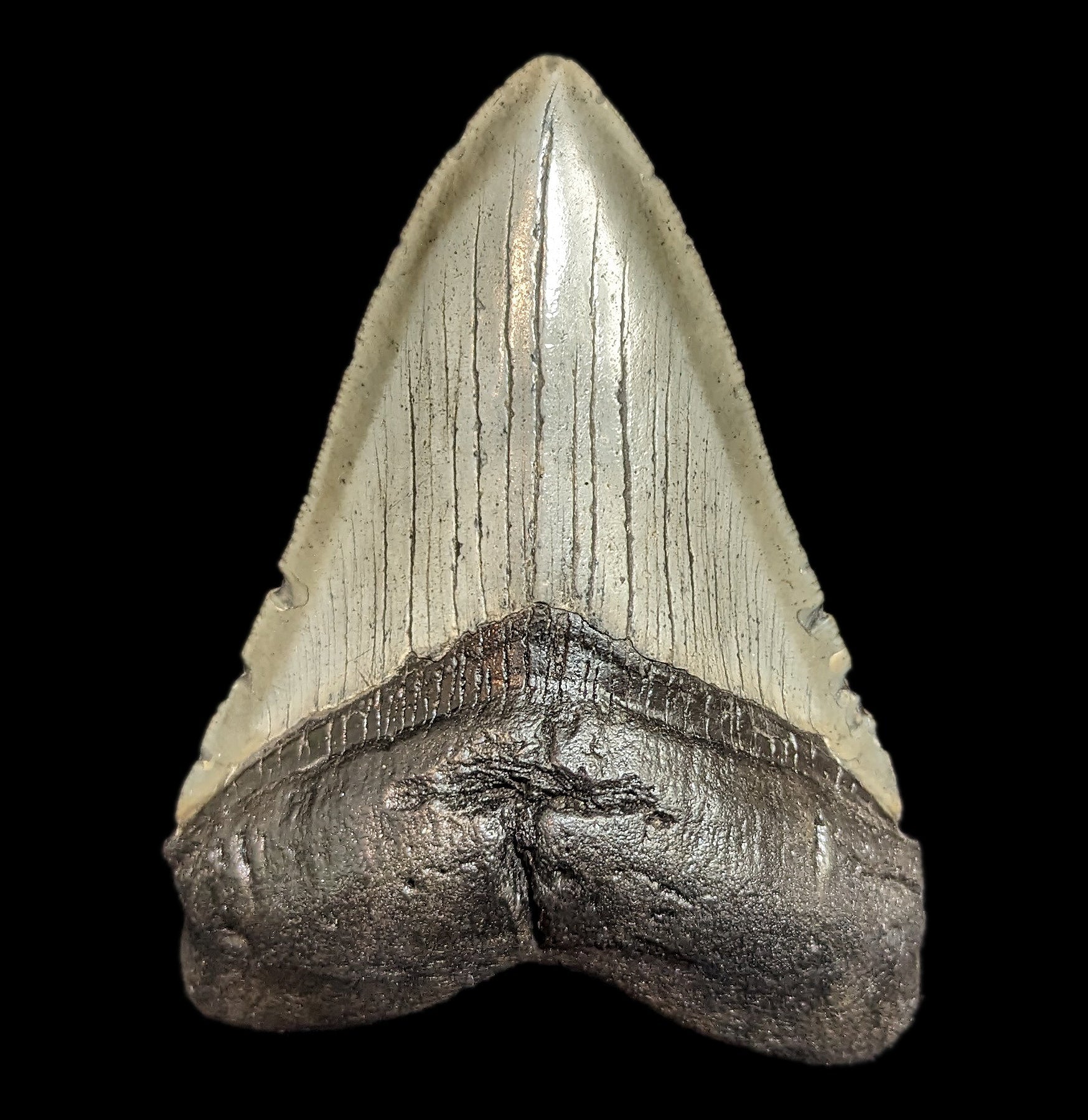 Megalodon Tooth Specimen #45 – Paxton Gate