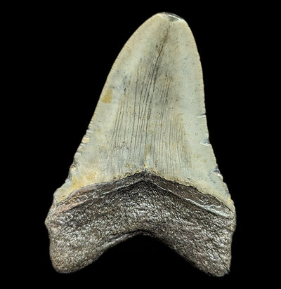 Megalodon Tooth Specimen #46-Fossils-JT Shark Teeth Co-PaxtonGate