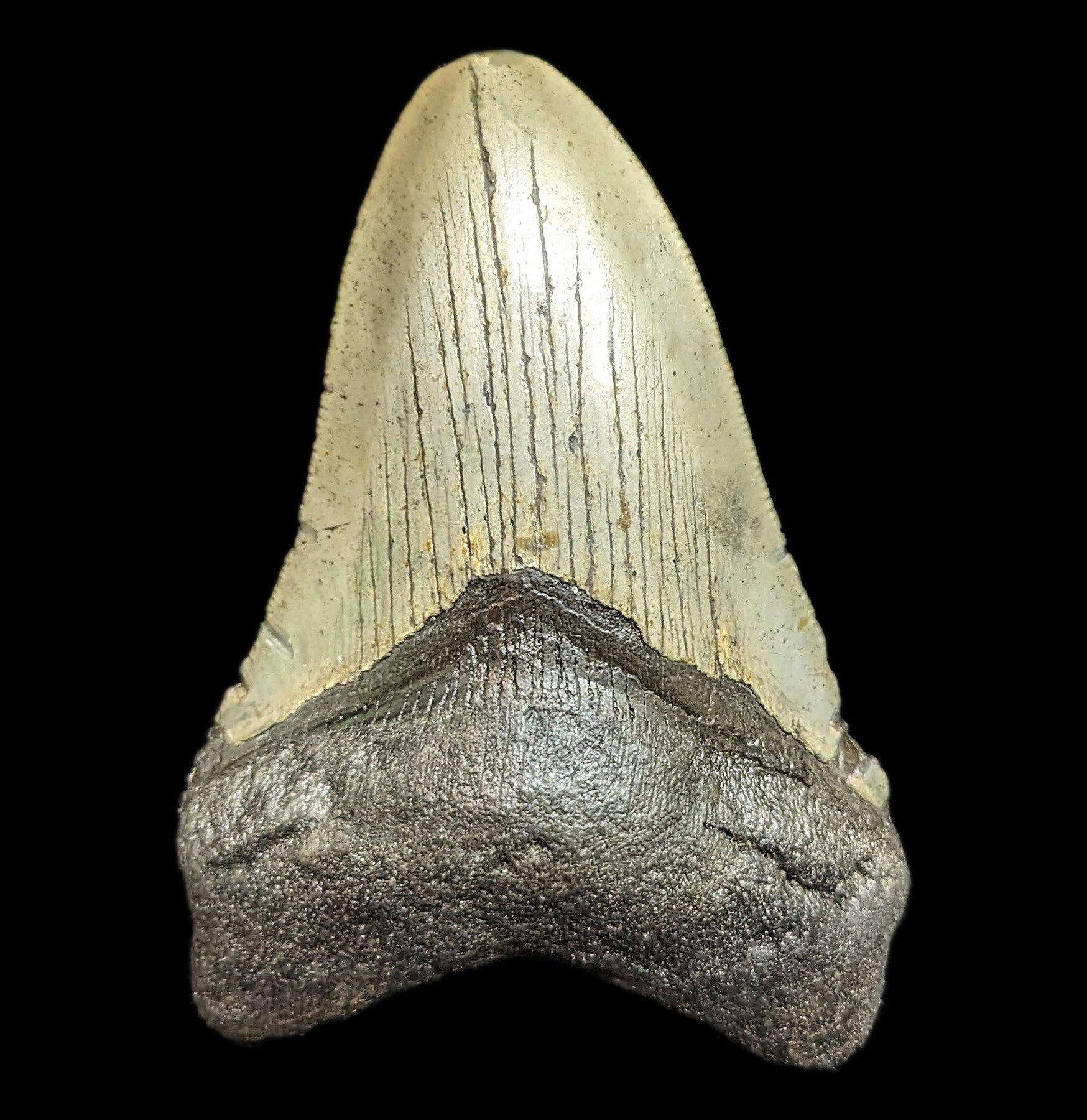 Megalodon Tooth Specimen #46 – Paxton Gate