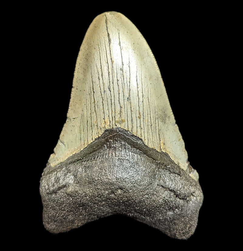 Megalodon Tooth Specimen 