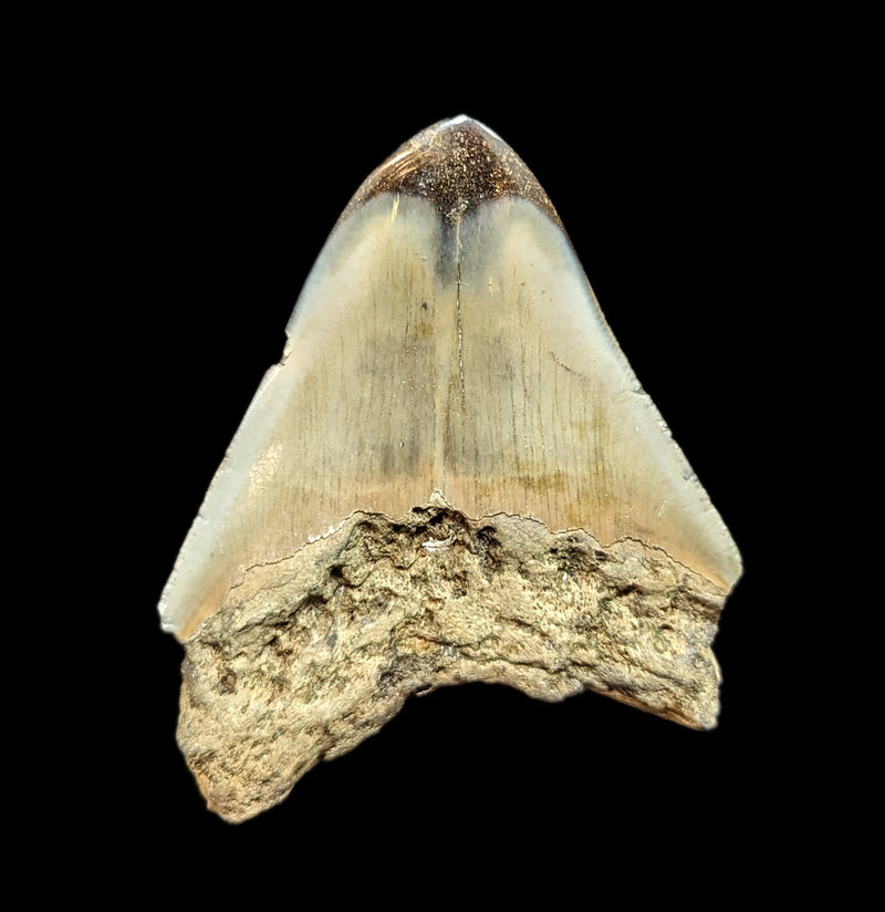 Megalodon Tooth Specimen 