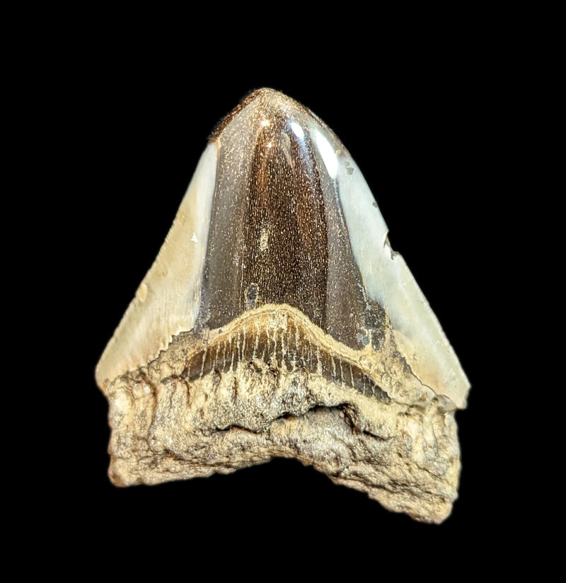 Megalodon Tooth Specimen 