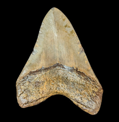 Megalodon Tooth Specimen #51-Fossils-JT Shark Teeth Co-PaxtonGate