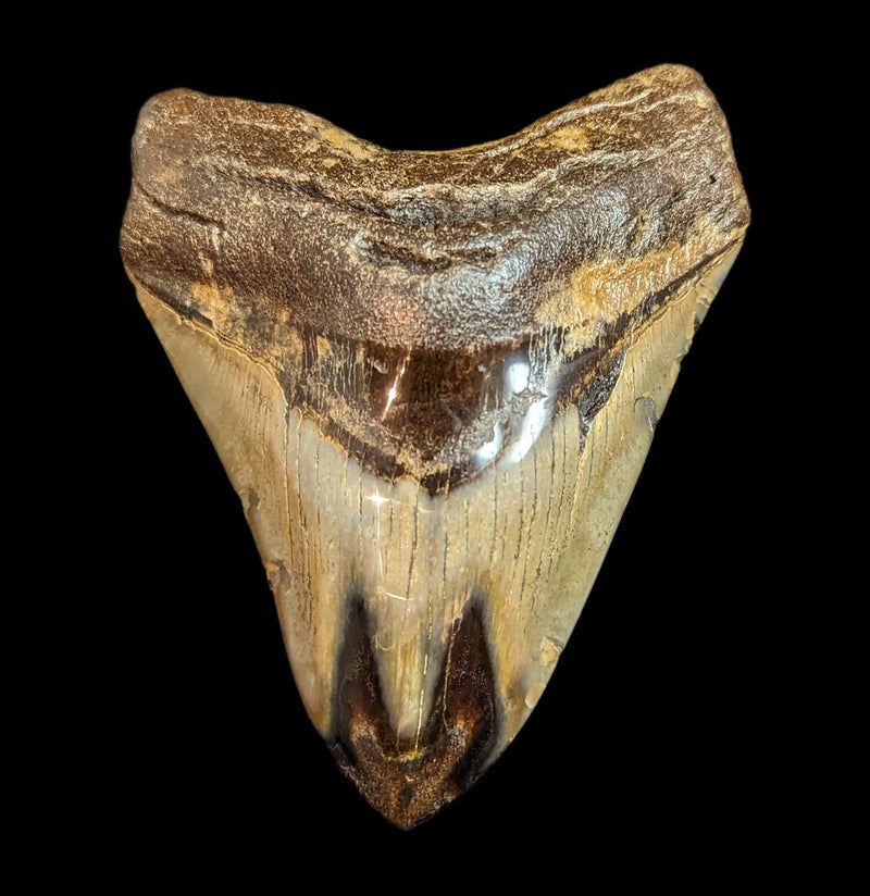 Megalodon Tooth Specimen 