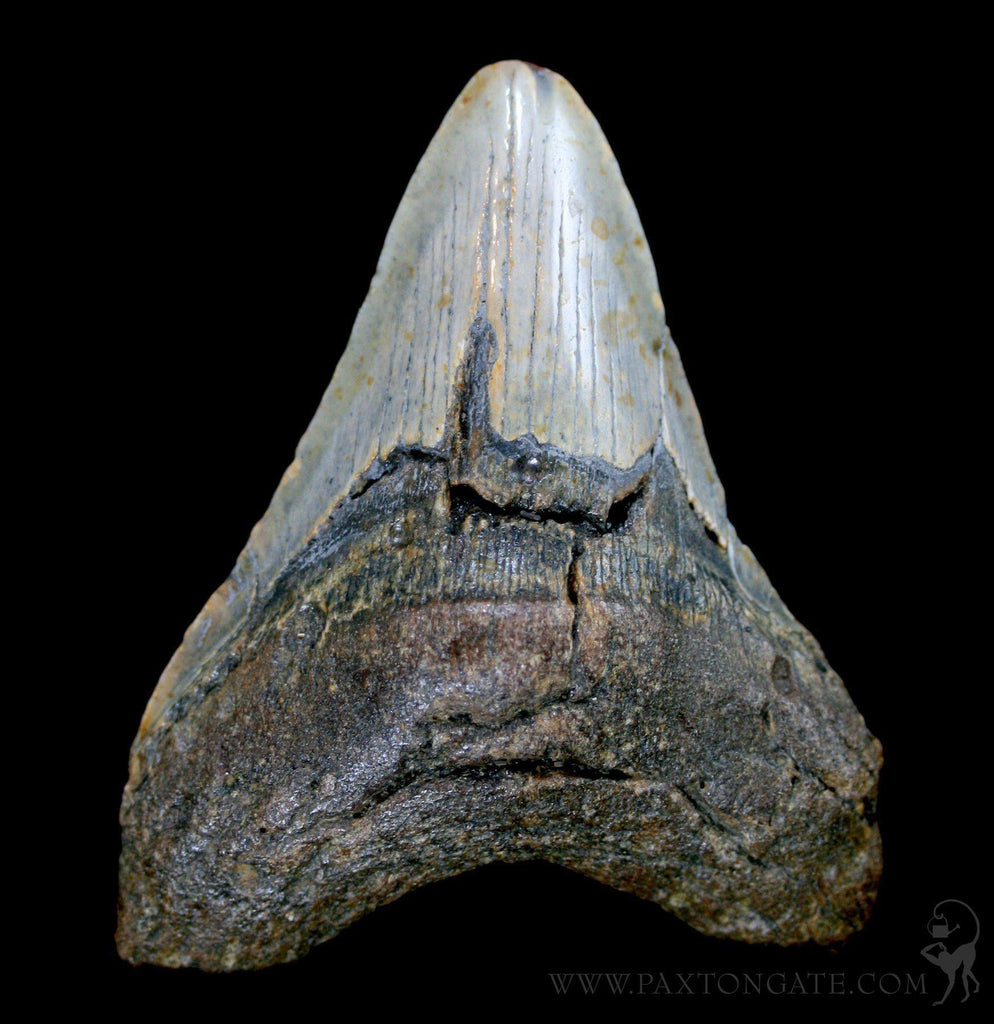 Megalodon-Tooth-Specimen-