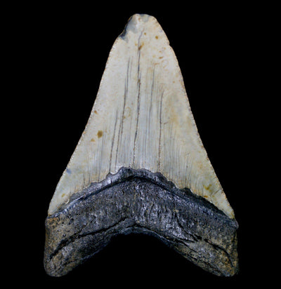 Megalodon Tooth Specimen #9 - Paxton Gate