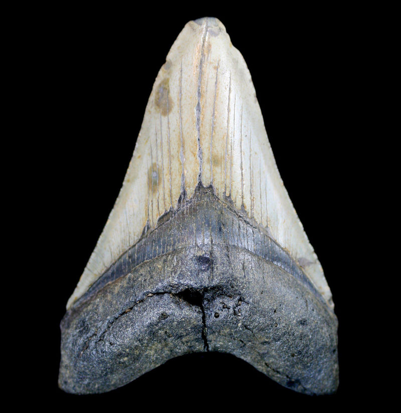 Megalodon Tooth Specimen 