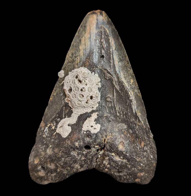 Megalodon Tooth with Coral Specimen 