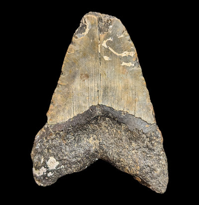 Megalodon Tooth with Coral Specimen #31-Fossils-Lowcountry Geologic-PaxtonGate