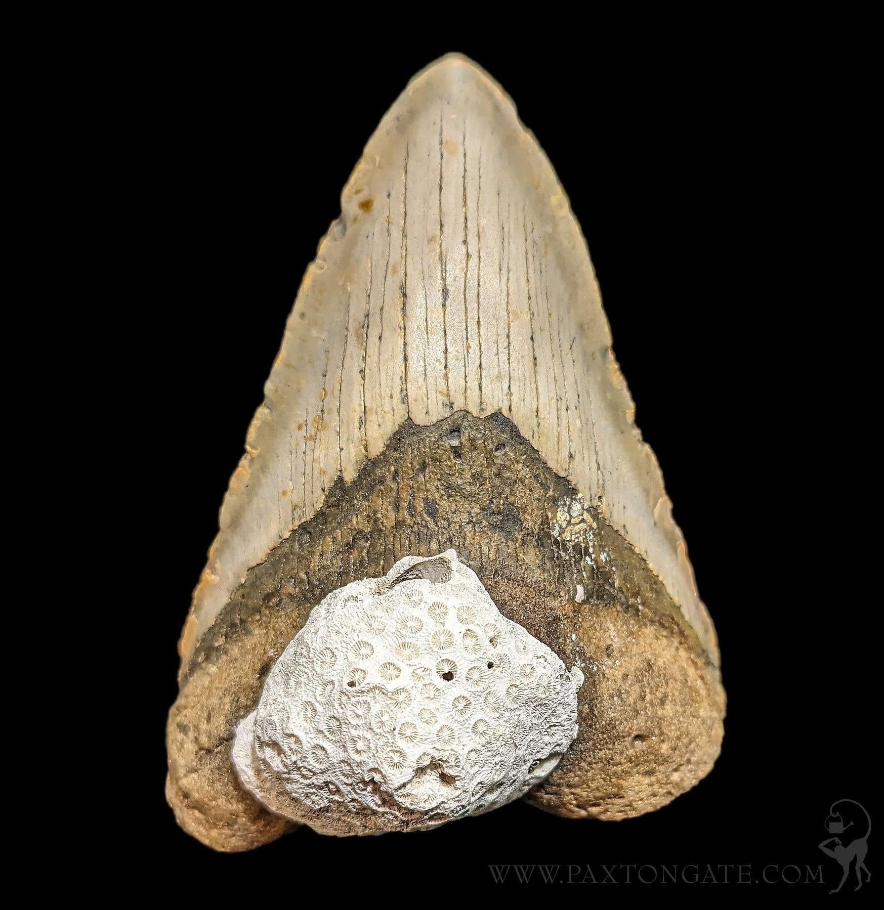 Megalodon-Tooth-with-Coral-