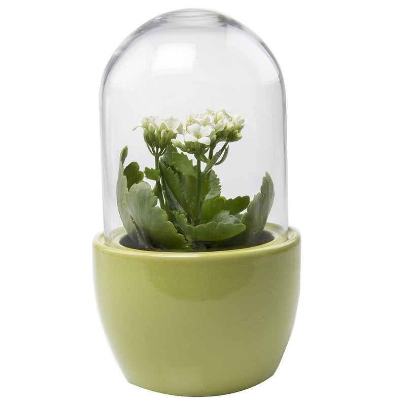 Mini Pill Terrarium - Paxton Gate