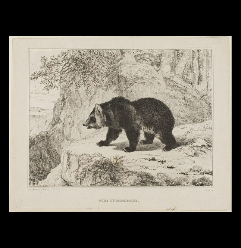 Mississippi Bear Satin Posters - Paxton Gate