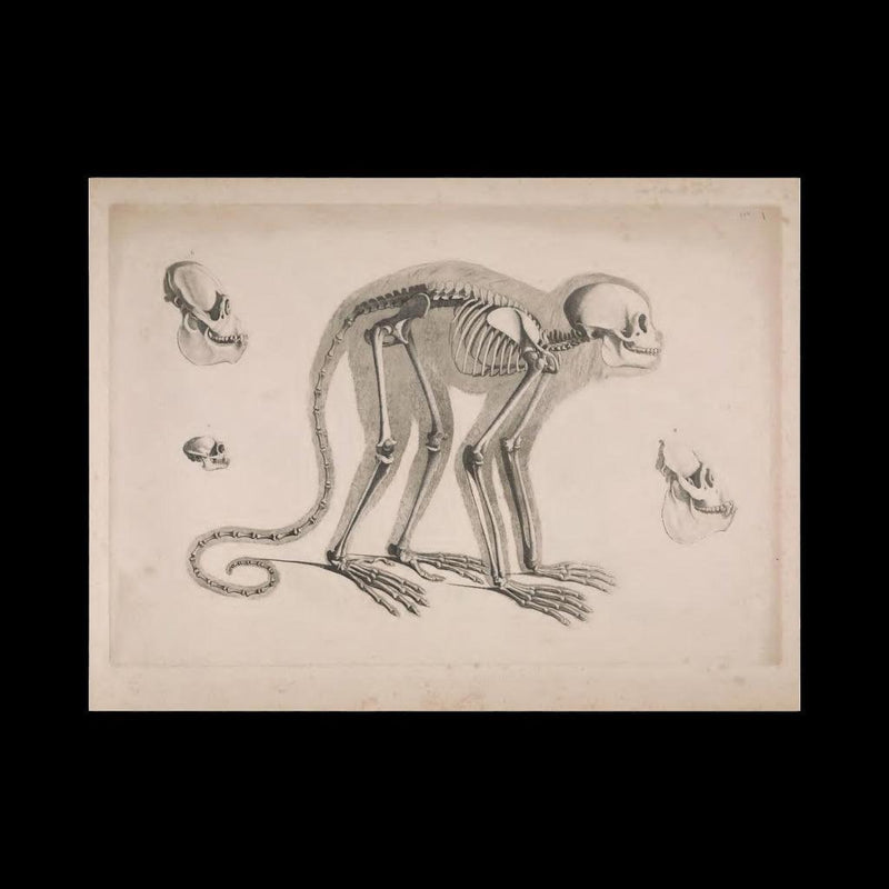 Monkey Skeleton Matte Poster - Paxton Gate