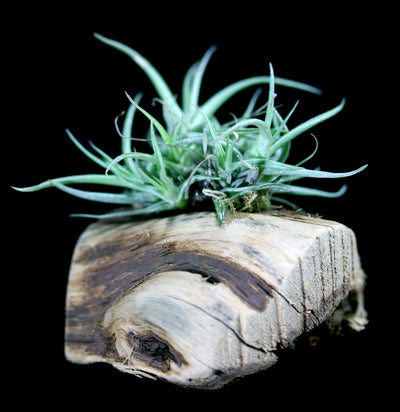 Mounted Tillandsia Mini Sitting - Paxton Gate