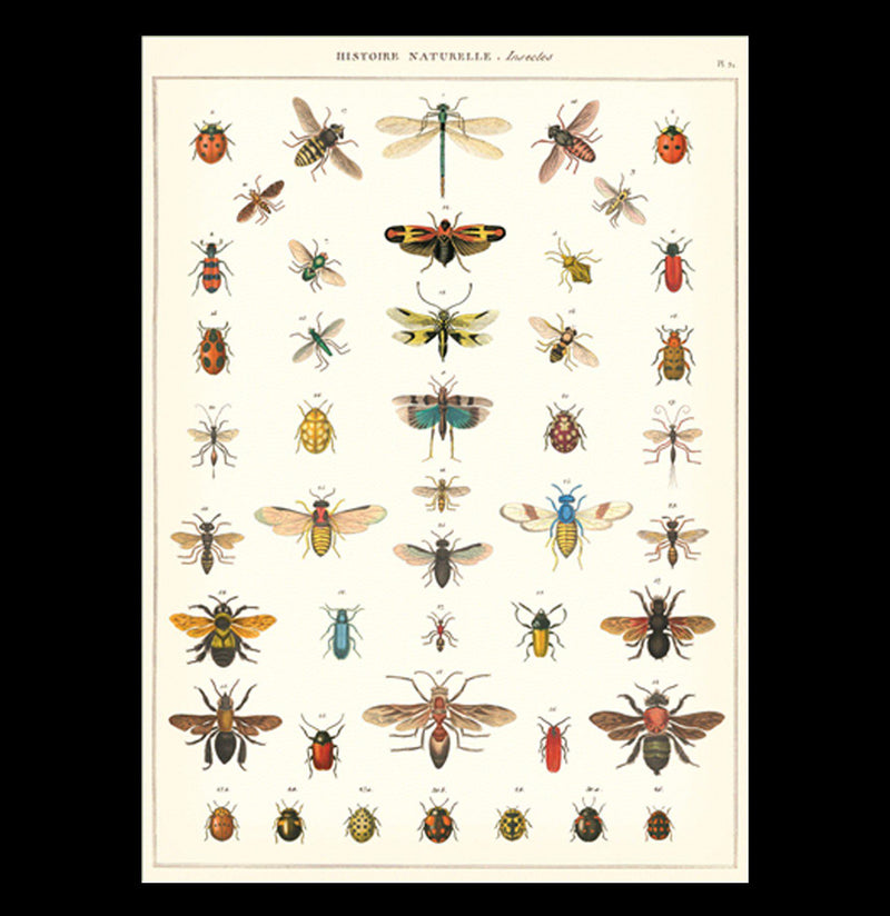 Natural History Insects Wrap - Paxton Gate